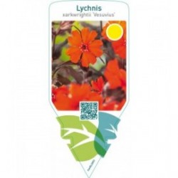 Lychnis arkwrightii ‘Vesuvius’