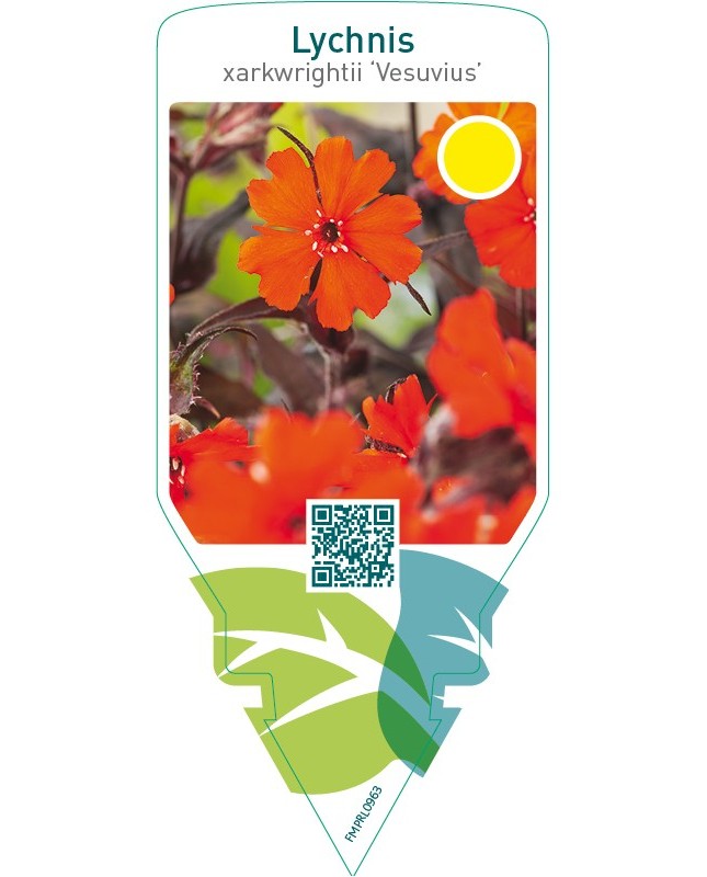 Lychnis arkwrightii ‘Vesuvius’