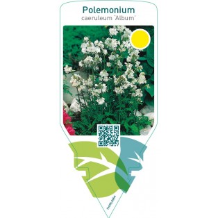Polemonium caeruleum ‘Album’