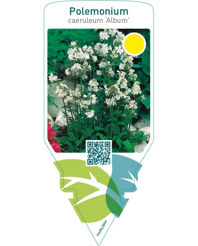 Polemonium caeruleum ‘Album’