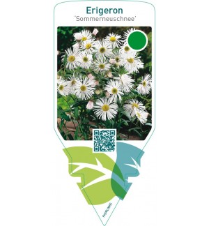 Erigeron ‘Sommerneuschnee’