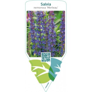 Salvia nemorosa ‘Merleau’