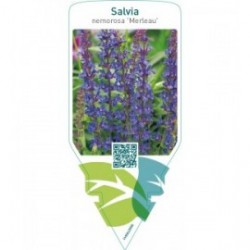Salvia nemorosa ‘Merleau’
