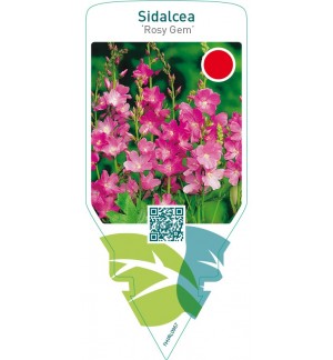 Sidalcea ‘Rosy Gem’