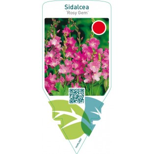 Sidalcea ‘Rosy Gem’