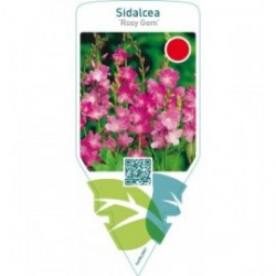 Sidalcea ‘Rosy Gem’