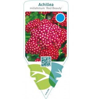 Achillea millefolium ‘Red Beauty’