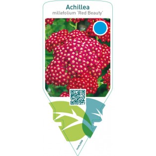 Achillea millefolium ‘Red Beauty’