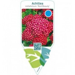 Achillea millefolium ‘Red Beauty’