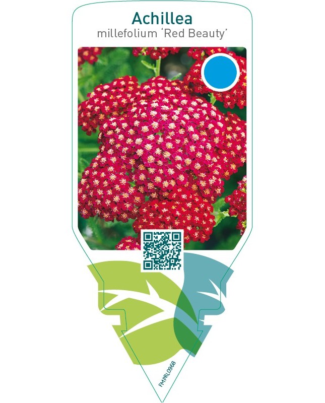 Achillea millefolium ‘Red Beauty’