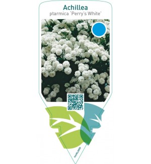 Achillea ptarmica ‘Perry’s White’
