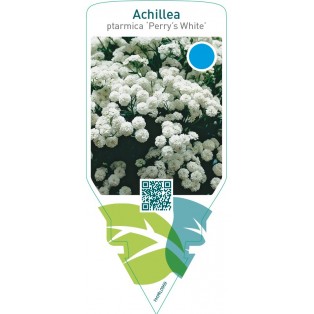 Achillea ptarmica ‘Perry’s White’