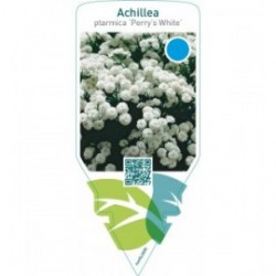 Achillea ptarmica ‘Perry’s White’