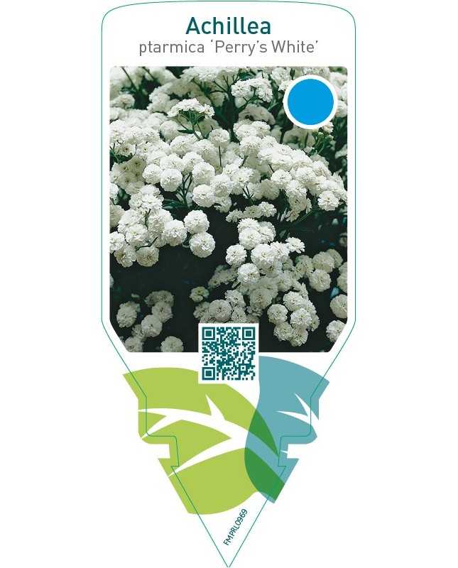 Achillea ptarmica ‘Perry’s White’