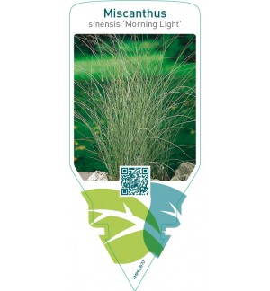 Miscanthus sinensis ‘Morning Light’