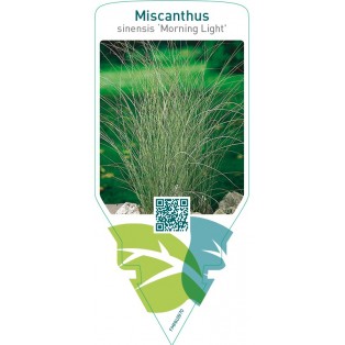Miscanthus sinensis ‘Morning Light’