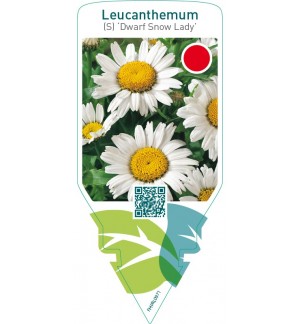 Leucanthemum (S) ‘Dwarf Snow Lady’