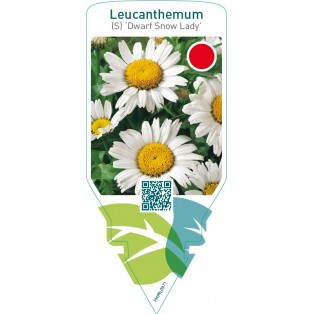 Leucanthemum (S) ‘Dwarf Snow Lady’