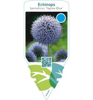 Echinops bannaticus ‘Taplow Blue’