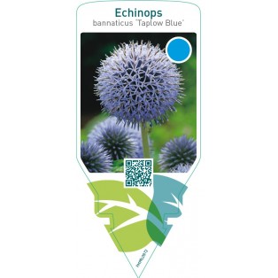 Echinops bannaticus ‘Taplow Blue’