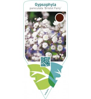 Gypsophylla paniculata ‘Bristol Fairy’