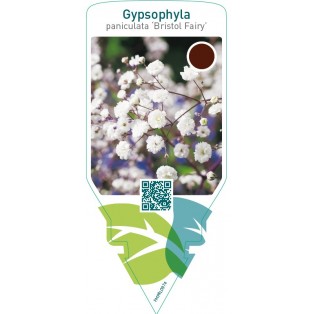 Gypsophylla paniculata ‘Bristol Fairy’
