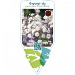 Gypsophylla paniculata ‘Bristol Fairy’