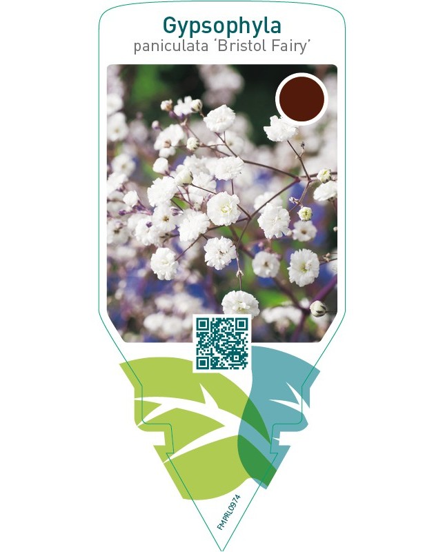 Gypsophylla paniculata ‘Bristol Fairy’