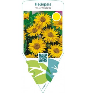 Heliopsis helianthoides  singular