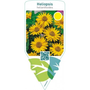 Heliopsis helianthoides  singular