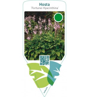 Hosta ‘Fortunei Hyacinthina’