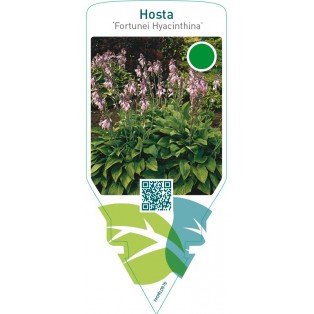 Hosta ‘Fortunei Hyacinthina’