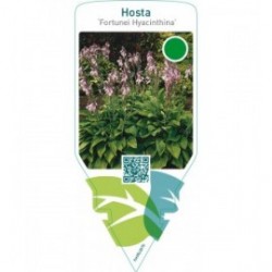 Hosta ‘Fortunei Hyacinthina’