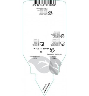 Etichette di Hosta ‘Fortunei Hyacinthina’ *