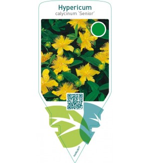 Hypericum calycinum ‘Senior’
