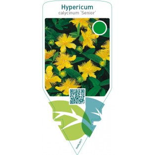 Hypericum calycinum ‘Senior’