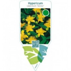 Hypericum calycinum ‘Senior’