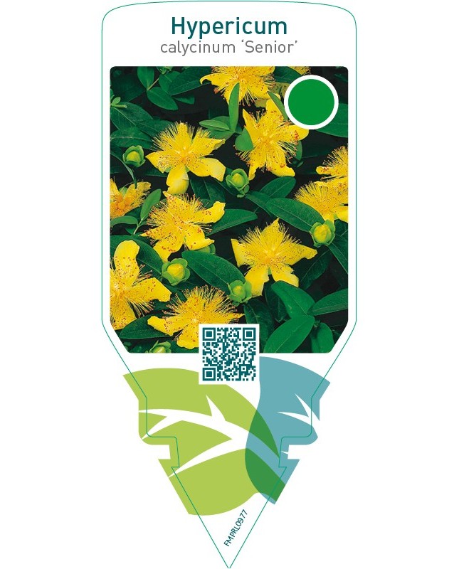 Hypericum calycinum ‘Senior’
