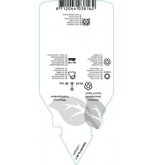 Etichette di Hypericum calycinum ‘Senior’ *