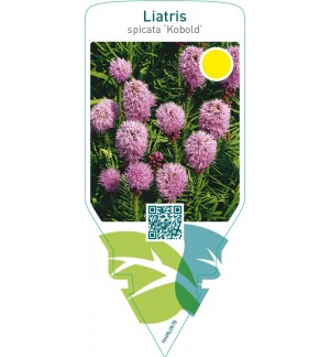 Liatris spicata ‘Kobold’