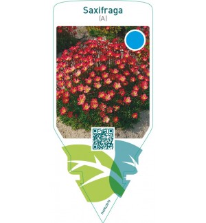 Saxifraga (A)  red
