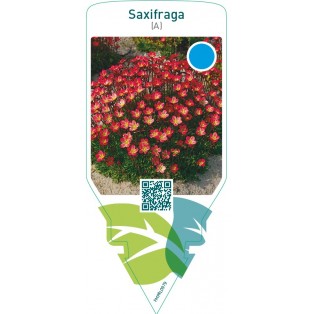 Saxifraga (A)  red