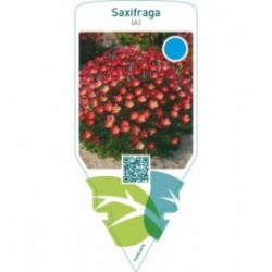 Saxifraga (A)  red