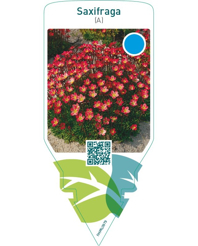 Saxifraga (A)  red