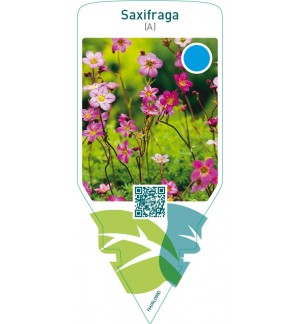 Saxifraga (A)  pink