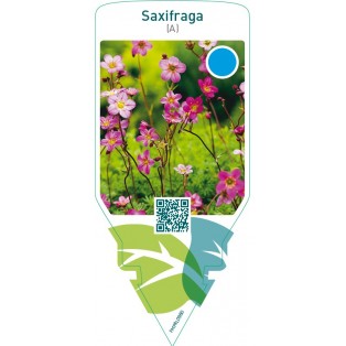 Saxifraga (A)  pink