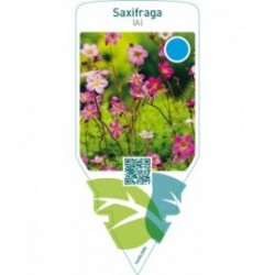 Saxifraga (A)  pink