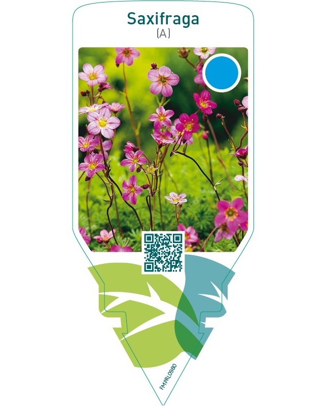 Saxifraga (A)  pink