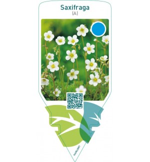 Saxifraga (A)  white