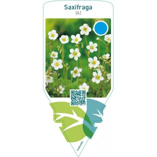 Saxifraga (A)  white